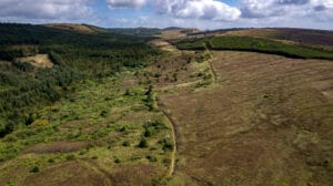 Ballyhourigan Woods Loop