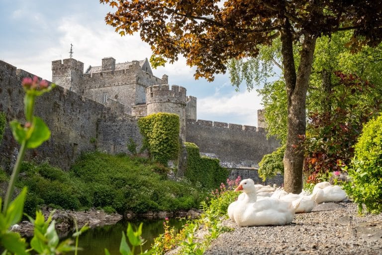 Stone castle with battlements and towers covered in green ivy, surrounded by lush vegetation and a small body of water, with several white ducks resting on a gravel path under a tree.